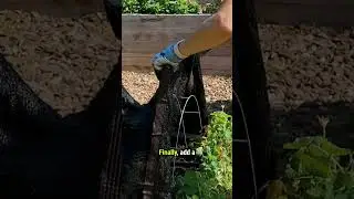 Planting Tips for Summer