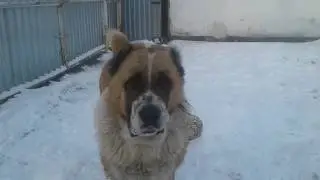 Собака дворник