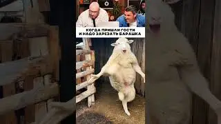 Барашек явно против 🤣