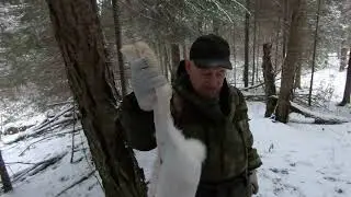 Охота на зайца с Коробовым Сергеем (сабаки Ливень, Вертай)