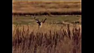 How To: Call Whitetail Deer featuring 