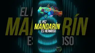 El pez mandarín es muy HERMOSO 🐟🐠. #animales #peces #pez #animalesmarinos