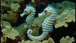Why Seahorses Are the Horses of the Sea