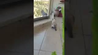 Hayvanlar Alemi , Av zamanı #kedi #siyamkedisi #kedivideoları #avzamanı