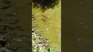 рыбки и черепахи