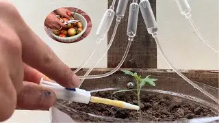 Growing tomatoes at home - Innovative automatic watering