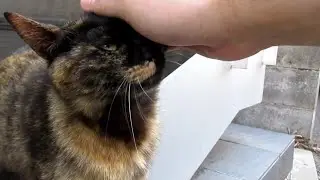 [野良猫]モフられに来てくれたサビ猫が可愛すぎる！[straycat]The rusty cat that came to muffle me is so cute!
