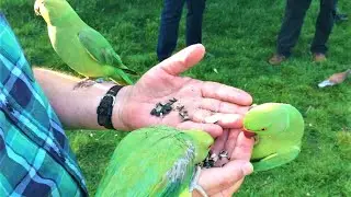 The Wild Parakeets (Ringneck) of Hyde Park in London, U.K.