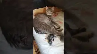 Кошка рожает   бизнес идет своим ходом