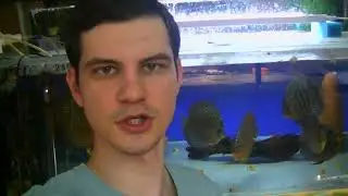 Super food for raising fry. Feeding Discus