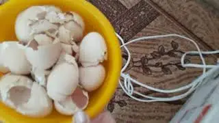 Моя первая инкубация.🐣🐣🐣Я довольна🌹🌹🌹