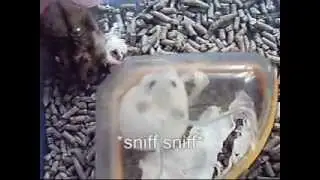 Pepsi and Lemon in Building a Nest!