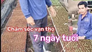 Chăm sóc vạn thọ 7 ngày tuổi(Phước Thêm)
