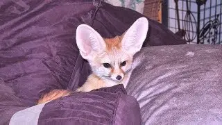 Fennec Fox Compilation: Pillow Fort, Food Stealing, & Camera Inspection