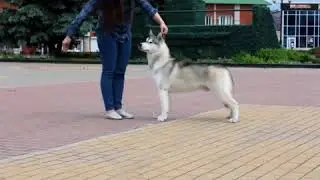 Ок Флок Алмаз