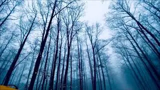 Forest Video Compilation - Full HD #37