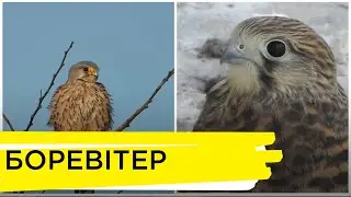 Хижий птах боревітер | Ранок на Суспільному