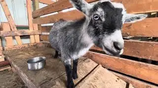 The Christmas CRAZY is here! What’s new, next, & done! Plus BABY GOATS of course ☺️Etsy Restock 11/2