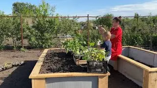 ВЫСАЖИВАЕМ РАССАДУ (томаты, перец, земляника, капуста)/ ПРОДОЛЖАЕМ ДЕЛАТЬ ГРЯДКИ/ ПОДКОРМКА КЛУБНИКИ