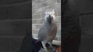 Дорогие наши , поздравляем вас с Наступающим Новым годом! Счастья и благополучия каждому дому!