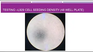 L929 optimum seeding density for 48 well plate