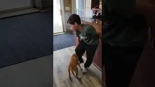 Meet Bruno, having a nibble on a leg #ytshorts #dog #pets #puppy #pitbulldog #dogdynasty