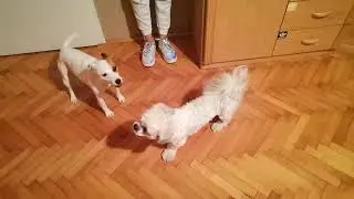 Angry Jack Russell VS Angry Shih Tzu