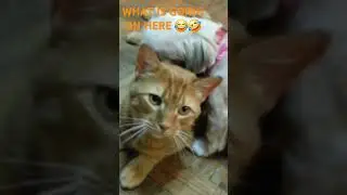 #cat