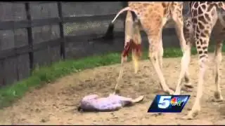 WARNING GRAPHIC: Raw giraffe birth video