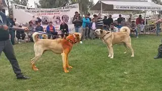 ANADOLU ASLANLARI ŞAMPİYONLUK İÇİN YARIŞTI KONYADA