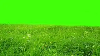 Green Screen Grass Effect | No Copyright | Green Screen Grass Video
