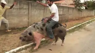 # Maior Porco e um maior TOMBO!!!