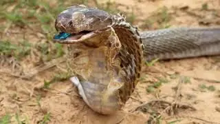 King cobra | king cobra vs python fight to death