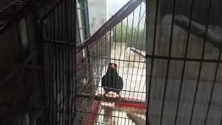original talking bird #paharimoina #talkingbird #birdslover #villagelife #shortvideo