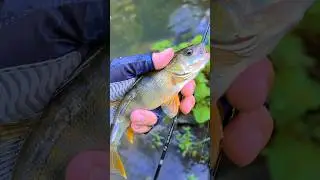 #рыбалка #мормышинг  🎣
