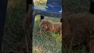 Полтавщина, виды и звуки сельской природы, очарование красотой, 16.08.24