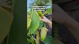 banana fail #gardening