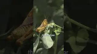 What damage do bugs cause in fields?