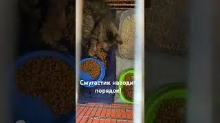СМУГАСТИК НАВОДИТ ПОРЯДОК #житомир #кошкииринышевчук #иринашевчуккотики #жизньскошками #cats