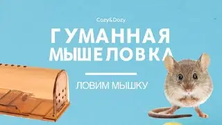 Гуманная мышеловка. Как поймать мышку, не навредив ей? Мышеуловитель 2000