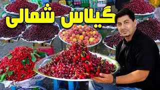 Sozha: Shamali Cherry🍒🌿/🍒🌿 سوژه: گیلاس شمالی