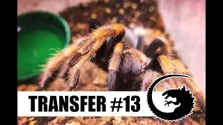 TRANSFER #13: Bajerancka przeprowadzka pająków