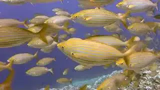 Amazing underwater world with calm relaxing and ambient music | Relaxing music for sleep