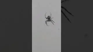 spider .....