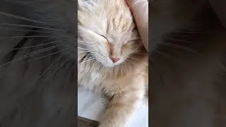 Обиделся #котики #озвучка #приколы #юмор