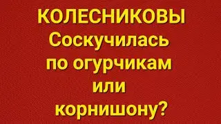 Семья Колесниковых/Обзор.