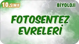 Fotosentez Evreleri | 10. Sınıf Biyoloji 