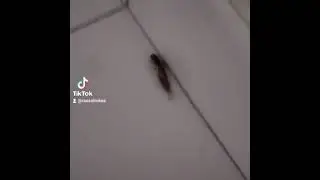 suruk magon