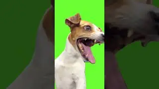 Chroma Key - Laughing Dog Meme (Green Screen for Video Editing) 