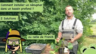 Plantation facile d'un nénuphar, sans panier, dans un bassin, mare ou  étang avec vase au fond